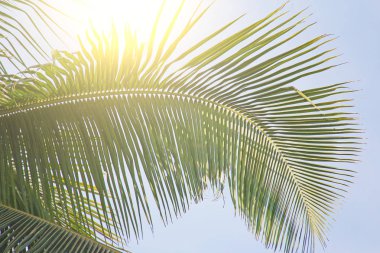 Güzel Yeşil Palmiye yaprağı ve güneş. Palmiye ağacının yeşil arka planı