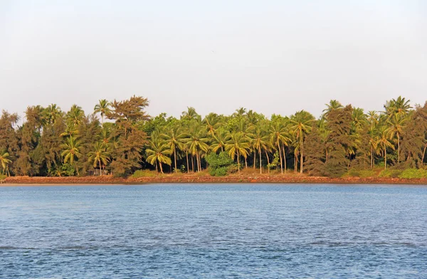 Prachtige tropische palmbomen tegen de blauwe zee en de zon. Palm — Stockfoto