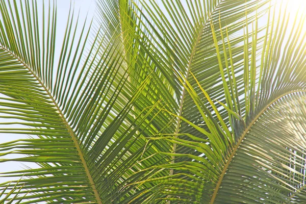 Zelené listí palmových stromů a slunce. Exotický tropický backgro — Stock fotografie