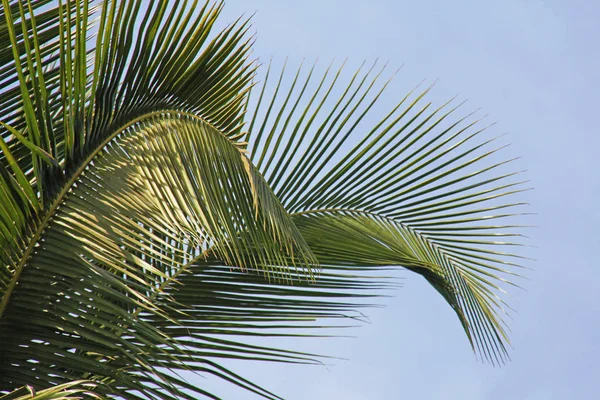 Belle foglie di palma verde. Paesaggio esotico tropicale. Progettazione w — Foto Stock