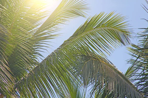 Green Leaves of a palm tree, blue sky and the sun. Exotic Tropic — Stock Photo, Image