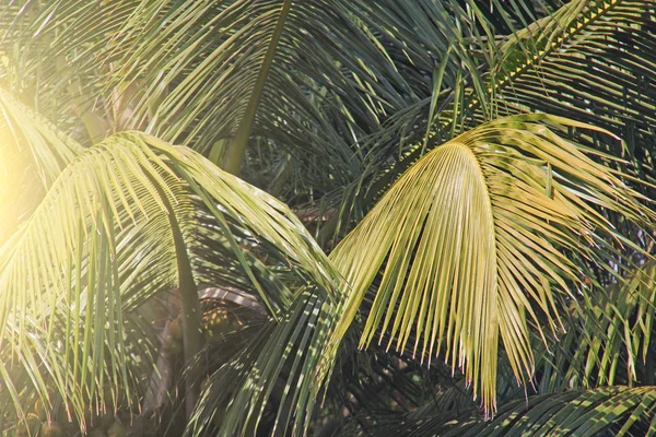 Feuilles vertes d'un palmier et du soleil. Exotique Tropical backgro — Photo