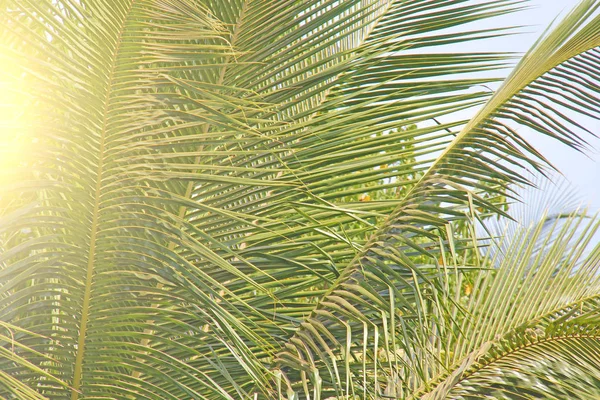 Grüne Blätter einer Palme und die Sonne. exotisches tropisches Backgro — Stockfoto