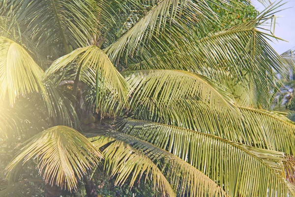 Folhas verdes de uma palmeira e o sol. Backgro tropical exótico — Fotografia de Stock