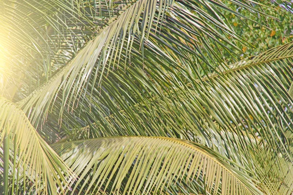 Feuilles vertes d'un palmier et du soleil. Exotique Tropical backgro — Photo