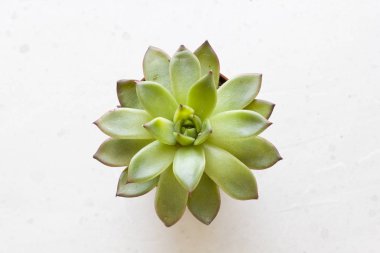 Kutsal bir çiçek şeklinde yeşil sulu minyatür etli, 