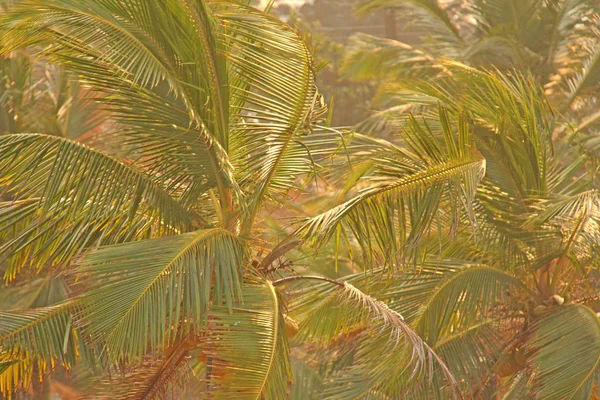 Green background of palm trees. Exotic Tropical background. Palm