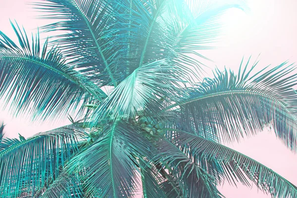 Smaragdové palmy siluety proti pastelu na slunci na světle — Stock fotografie