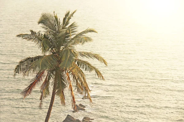 Bela palmeira no fundo do mar e do sol. Uma palma — Fotografia de Stock