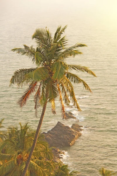 Beautiful palm tree on the background of the sea and sun. A palm