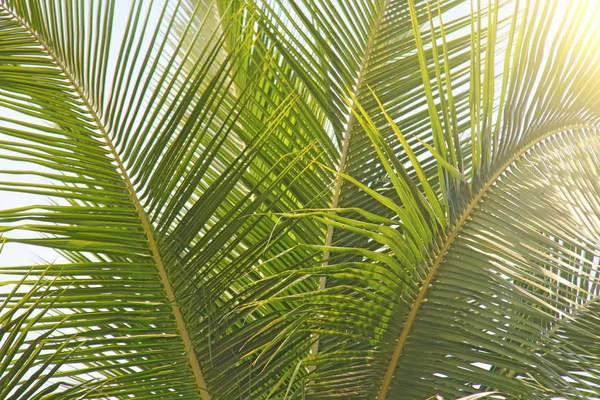 Feuilles vertes d'un palmier et du soleil. Exotique Tropical backgro — Photo