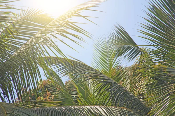 Grüne Blätter einer Palme, blauer Himmel und die Sonne. exotische Tropen — Stockfoto