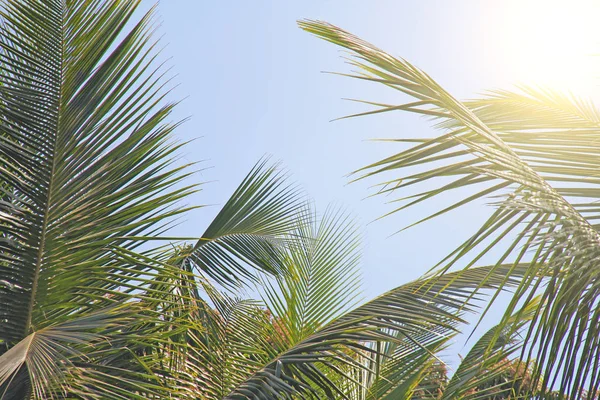 Folhas verdes de uma palmeira, céu azul e o sol. Trópico exótico — Fotografia de Stock