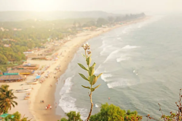 Pláž Arambol. Pohled z oblohy shora, aeropobjekte, bod — Stock fotografie