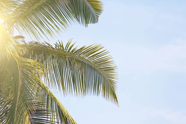 Green Leaves of a palm tree, blue sky and the sun. Exotic Tropic — Stock Photo, Image