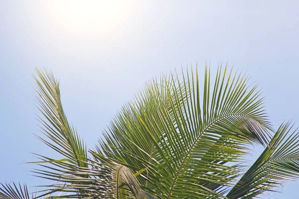 Grüne Blätter einer Palme, blauer Himmel und die Sonne. exotische Tropen — Stockfoto