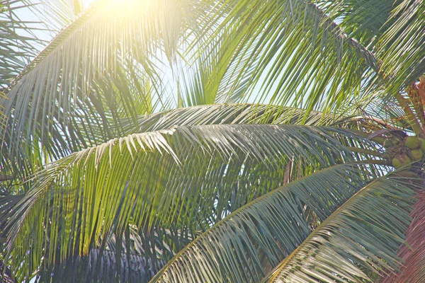 Folhas verdes de uma palmeira e o sol. Backgro tropical exótico — Fotografia de Stock