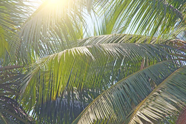 Folhas verdes de uma palmeira e o sol. Backgro tropical exótico — Fotografia de Stock