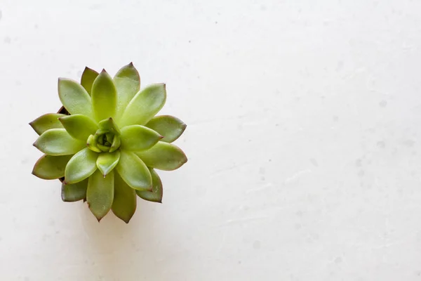 Verde jugosa miniatura suculenta en forma de una flor sagrada , — Foto de Stock