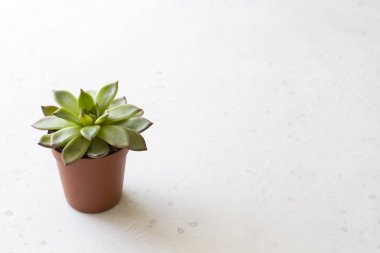 Beyaz veya lig üzerinde sulu standları ile küçük bir pişmiş toprak pot