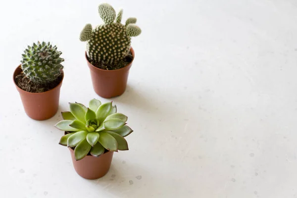 Tres pequeñas ollas de cactus y suculentas están sobre un blanco o gra — Foto de Stock