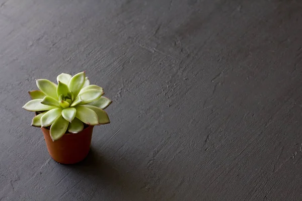 Una pequeña olla de terracota con soportes suculentos en un negro o dar — Foto de Stock