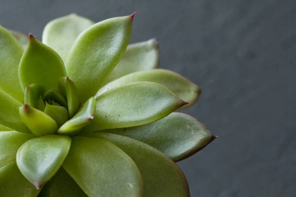 Grön saftig miniatyr suckulenta i form av en helig blomma, — Stockfoto