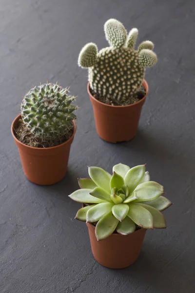 Tres pequeñas ollas de cactus y suculentas están sobre un negro o dar — Foto de Stock