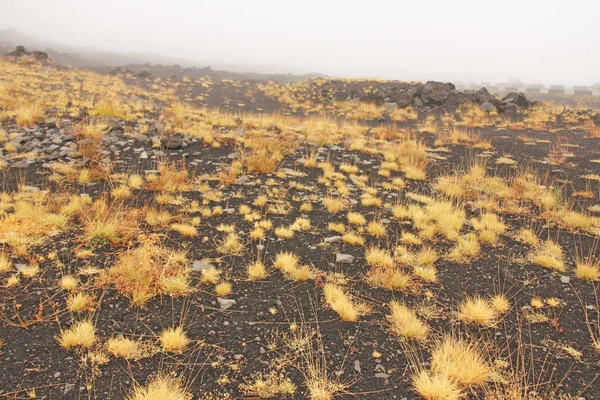Yellow Moss on Mount Etna. The Etna volcano crater. Black Volcan