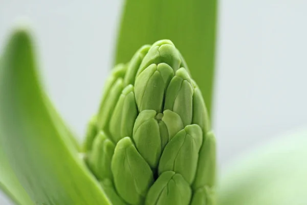 Green growth of the hyacinth flower. Macro shooting. Green natur — Stock Photo, Image