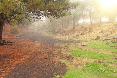 Etna Dağı'nın eteklerinde ki Sihir ve Peri Sedir Ormanı. Isla