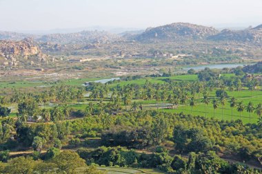 Yeşil pirinç tarlaları, palmiye ve nehir Tungabhadra köyünde