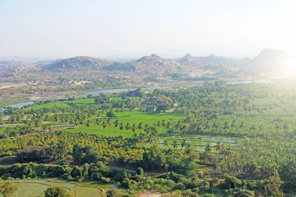 Green rice fields, palms and river Tungabhadra in the village of