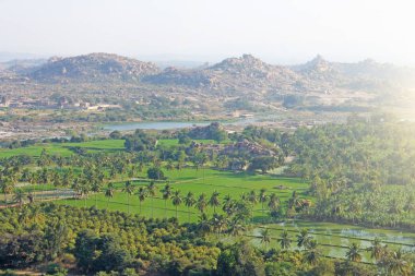 Yeşil pirinç tarlaları, palmiye ve nehir Tungabhadra köyünde