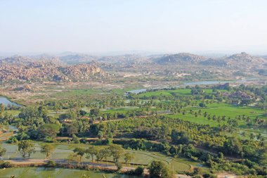 Yeşil pirinç tarlaları, palmiye ve nehir Tungabhadra köyünde