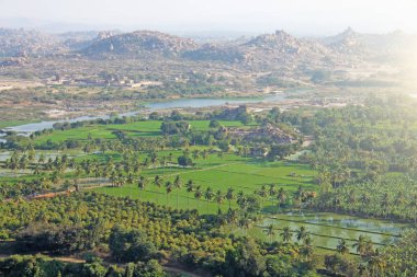 Yeşil pirinç tarlaları, palmiye ve nehir Tungabhadra köyünde