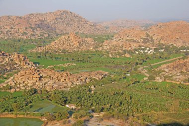 Hampi köyünde yeşil pirinç tarlaları veya teraslar. Palmiye ağacı