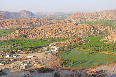 Hampi köyünde yeşil pirinç tarlaları veya teraslar. Palmiye ağacı