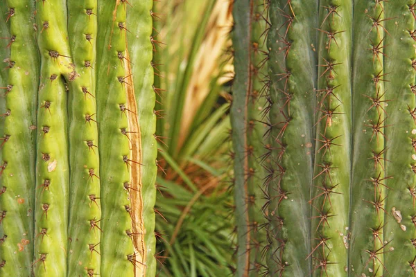 Plano grande de cactus verde en el jardín botánico de la ciudad de Taormina —  Fotos de Stock