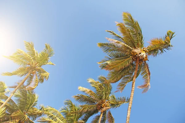 Hermosas palmeras verdes con cocos contra el cielo azul y el sol —  Fotos de Stock