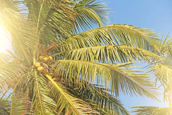 Green beautiful palms with coconuts against the blue sky and sun — Stock Photo, Image