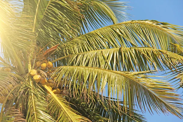 Verdes belas palmas com cocos contra o céu azul e sol — Fotografia de Stock