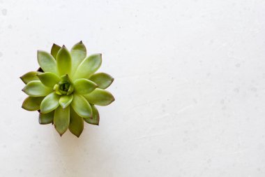 Kutsal bir çiçek şeklinde yeşil sulu minyatür etli, 