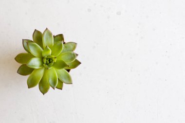 Kutsal bir çiçek şeklinde yeşil sulu minyatür etli, 