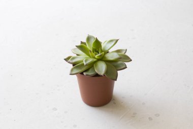 Beyaz veya lig üzerinde sulu standları ile küçük bir pişmiş toprak pot