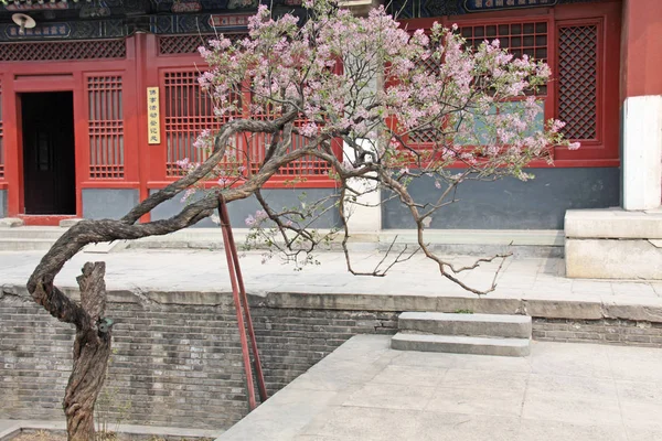 De binnenplaats van de Chinese tempel en een prachtig bloeiende tr — Stockfoto