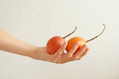 İki sarı veya turuncu tutku meyve beyaz bir sırt üzerinde bir elinde yalan