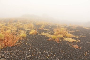 Etna Dağı'ndaki sarı yosun. Etna volkan krateri. Siyah Volkan