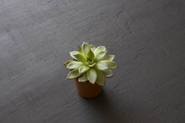 Bir siyah veya dar üzerinde etli standları ile küçük bir terakota pot