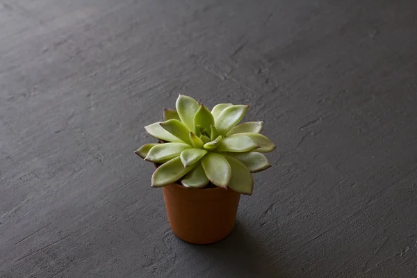 Una pequeña olla de terracota con soportes suculentos en un negro o dar — Foto de Stock